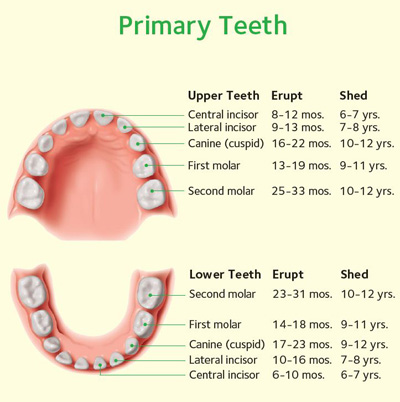 Chart-Primary-Teeth.jpg